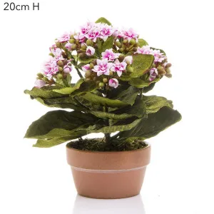Leaf Grevillea 92cm Pink by Florabelle Living, a Plants for sale on Style Sourcebook