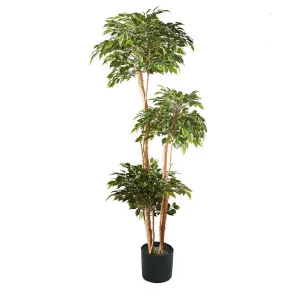 Ficus Tree 180cm by Florabelle Living, a Plants for sale on Style Sourcebook