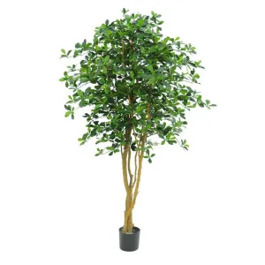 Oriental Olive Tree 155cm by Florabelle Living, a Plants for sale on Style Sourcebook