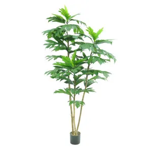 Artocarpus Tree 155cm by Florabelle Living, a Plants for sale on Style Sourcebook