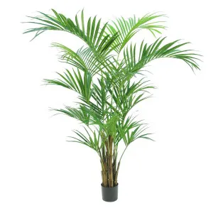 Kentia Palm Tree 210cm by Florabelle Living, a Plants for sale on Style Sourcebook
