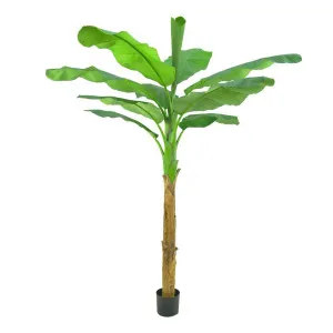 Royal Banana Tree 180cm by Florabelle Living, a Plants for sale on Style Sourcebook