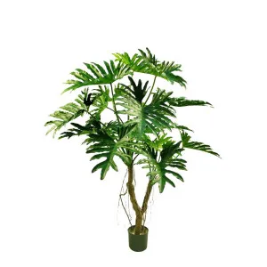 Philodendron Selloum Tree 140cm by Florabelle Living, a Plants for sale on Style Sourcebook