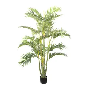 Areca Palm Multi Trunk 1.5m by Florabelle Living, a Plants for sale on Style Sourcebook