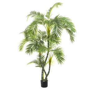 Areca Palm Twisted Trunk 1.7m by Florabelle Living, a Plants for sale on Style Sourcebook