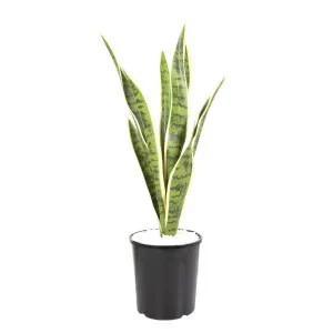 Mother in Laws Tongue Potted 62cm by Florabelle Living, a Plants for sale on Style Sourcebook