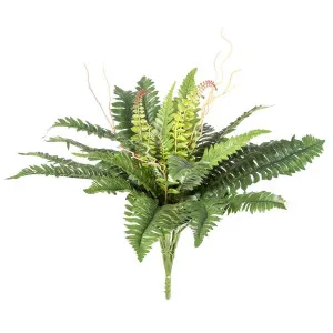 Boston Fern Bush 61cm by Florabelle Living, a Plants for sale on Style Sourcebook
