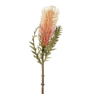 Dried Look Banksia Stem 75cm Peach by Florabelle Living, a Plants for sale on Style Sourcebook