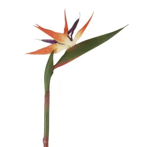 Bird of Paradise Stem 95cm by Florabelle Living, a Plants for sale on Style Sourcebook