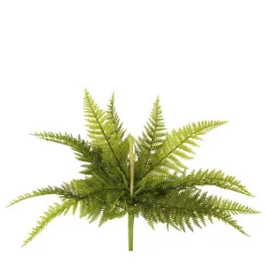 Boston Fern Bush 40cm by Florabelle Living, a Plants for sale on Style Sourcebook