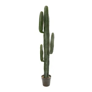 Desert Cactus 1.56m by Florabelle Living, a Plants for sale on Style Sourcebook