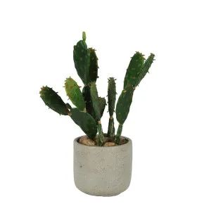 Desert Cactus 32cm by Florabelle Living, a Plants for sale on Style Sourcebook