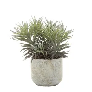 Needle Succulent 23cm by Florabelle Living, a Plants for sale on Style Sourcebook
