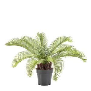 Cycad Palm 53cm by Florabelle Living, a Plants for sale on Style Sourcebook