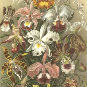Fancy That Wallpaper by Florabelle Living, a Artwork & Wall Decor for sale on Style Sourcebook