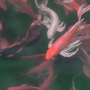 Koi Pond Wallpaper by Florabelle Living, a Artwork & Wall Decor for sale on Style Sourcebook