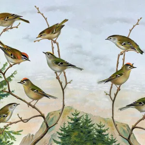 Birds on a Twig Wallpaper by Florabelle Living, a Artwork & Wall Decor for sale on Style Sourcebook