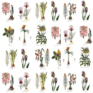 Botanists Wall Wallpaper by Florabelle Living, a Artwork & Wall Decor for sale on Style Sourcebook