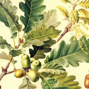 Good Looking Oke Wallpaper by Florabelle Living, a Artwork & Wall Decor for sale on Style Sourcebook