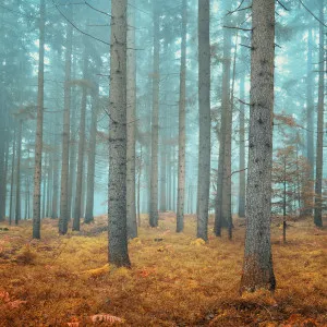 Sunset Pines Wallpaper by Florabelle Living, a Artwork & Wall Decor for sale on Style Sourcebook