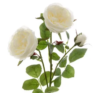David Austin English Rose 55cm White by Florabelle Living, a Plants for sale on Style Sourcebook