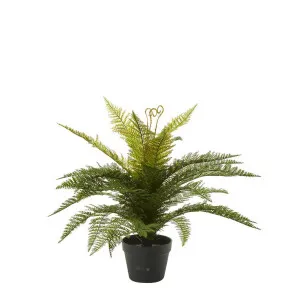 Boston Fern in Pot 55cm by Florabelle Living, a Plants for sale on Style Sourcebook