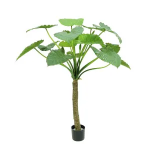 Alocasia Calidora Tree 1.35m by Florabelle Living, a Plants for sale on Style Sourcebook
