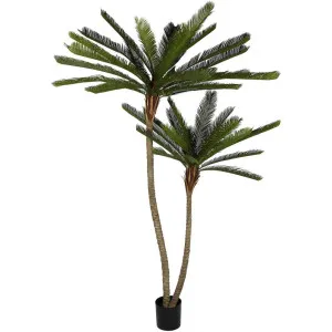 Cycus Palm Tree 220cm by Florabelle Living, a Plants for sale on Style Sourcebook