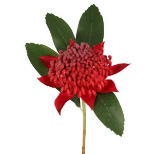 Waratah Stem 50cm Red by Florabelle Living, a Plants for sale on Style Sourcebook