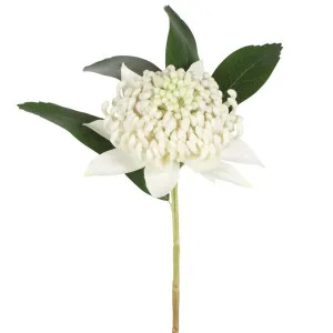 Waratah Stem 50cm White by Florabelle Living, a Plants for sale on Style Sourcebook
