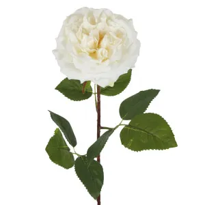 Dried Look English Rose Stem 50cm Cream by Florabelle Living, a Plants for sale on Style Sourcebook