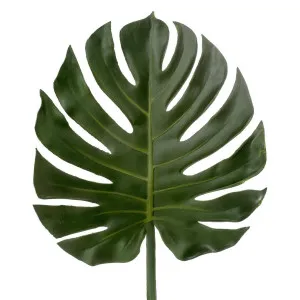 Leaf Philo 1.04m by Florabelle Living, a Plants for sale on Style Sourcebook