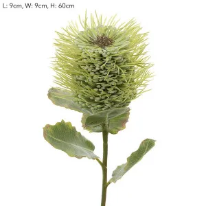 Pincushion Native Flower 60cm Green by Florabelle Living, a Plants for sale on Style Sourcebook