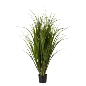 Reed in Pot 95cm by Florabelle Living, a Plants for sale on Style Sourcebook