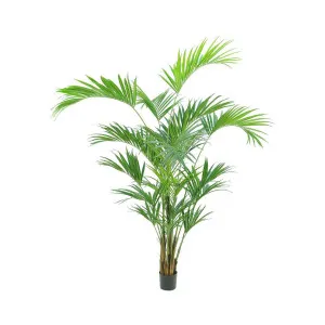 2.5m Kentia Palm 518 Leaves by Florabelle Living, a Plants for sale on Style Sourcebook