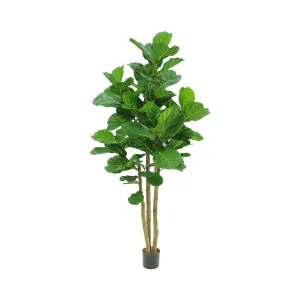 2.3m Fiddle Leaf Tree With 94 Leaves by Florabelle Living, a Plants for sale on Style Sourcebook