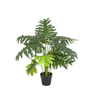 Split Philo 1.1m by Florabelle Living, a Plants for sale on Style Sourcebook