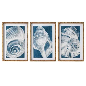 Elouera Vintage Shells Wall Art Set of 3 by Florabelle Living, a Prints for sale on Style Sourcebook