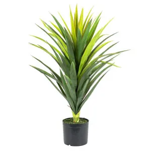 Yucca Plant in Pot 86cm by Florabelle Living, a Plants for sale on Style Sourcebook