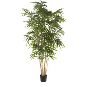 Giant Bamboo Tree 2.4m by OneWorld Collection, a Plants for sale on Style Sourcebook