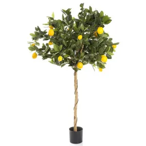 Golden Lemon Tree 0.9m by OneWorld Collection, a Plants for sale on Style Sourcebook