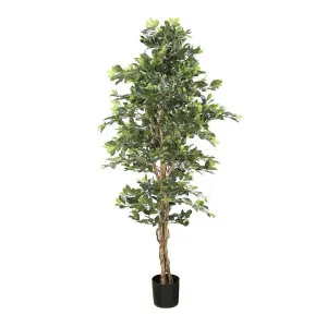Ficus Retusa Bush Tree 1.8m by OneWorld Collection, a Plants for sale on Style Sourcebook