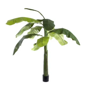 Banana Tree 2.4m by OneWorld Collection, a Plants for sale on Style Sourcebook