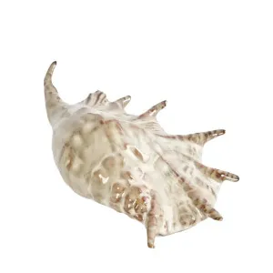 Spider Conch Shell by OneWorld Collection, a Decor for sale on Style Sourcebook