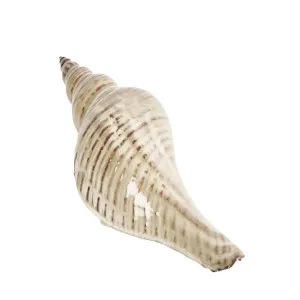 Conch Shell by OneWorld Collection, a Decor for sale on Style Sourcebook