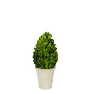 Preserved Boxwood Cone Tree Small by OneWorld Collection, a Plants for sale on Style Sourcebook
