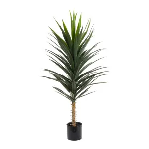 Yucca Plant 1.3m by OneWorld Collection, a Plants for sale on Style Sourcebook