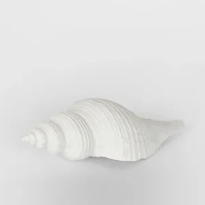 Sara White Sea Snail 23X8X7CM by OneWorld Collection, a Decor for sale on Style Sourcebook