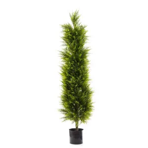 Cypress Pine 1.5m by OneWorld Collection, a Plants for sale on Style Sourcebook