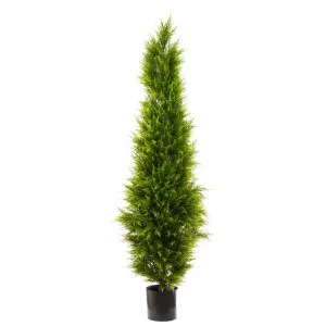 Cypress Pine 1.8m by OneWorld Collection, a Plants for sale on Style Sourcebook